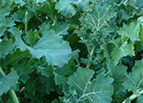 Dwarf Siberian Kale Seeds 