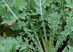 White Russian Kale Seeds 